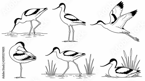 Avocet bird poses set, black and white vector line art illustrations