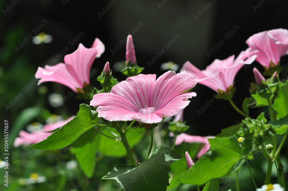 Obraz premium Close-up of pink flowers on a sunny day with green leaves