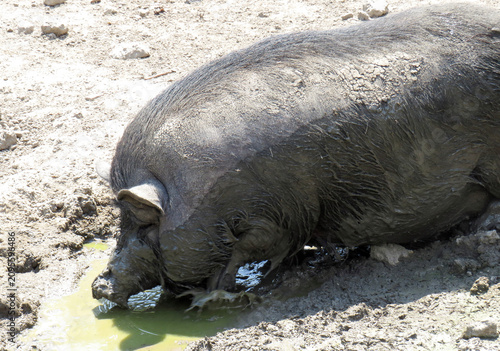 Fotografie Vietnamese pot-bellied pig in the mud on a summer day
