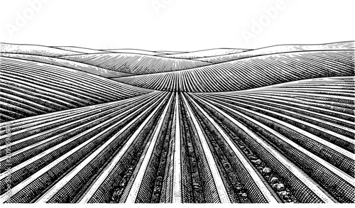 Foto Farmland Rows Hand Drawn Vintage Illustration, Rural Agricultural Field Landscap