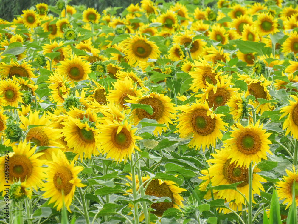 Fototapeta premium Sunflower field in Romania
