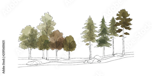 Fotografía Group of deciduous and evergreen conifer trees in a natural forest landscape ske