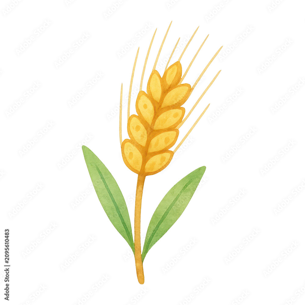 Obraz premium PNG Watercolor wheat illustration with leaves.
