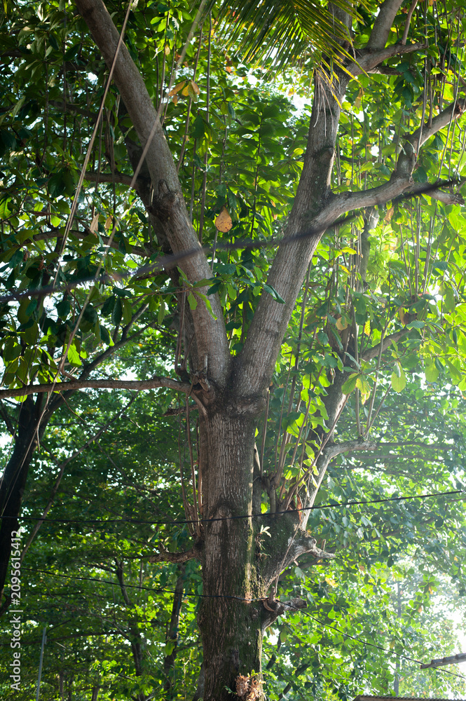 Fototapeta premium green tree in the forest