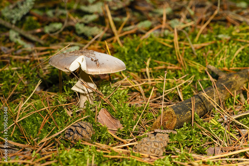 Obraz na płótnie This mushroom exhibits the characteristics of porphyry toadstool (Amanita porphyria), a poisonous species
