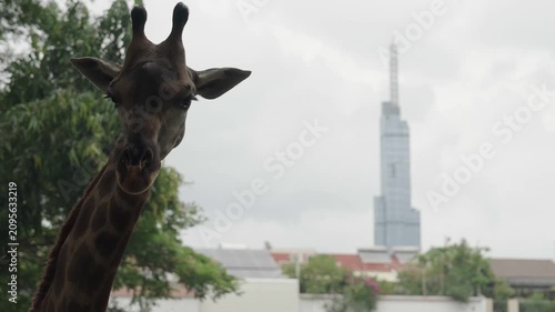 Giraffe looking toward Landmark 81 from Saigon Zoo and Botanical Gardens in Ho Chi Minh City Vietnam