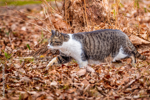 野良猫