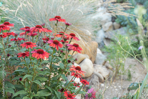 Group of red coneflowers (Echinacea purpurea) in a natural, dry grassland-garden setting. Space for your text. Ideal for publications in horticultral magazines.