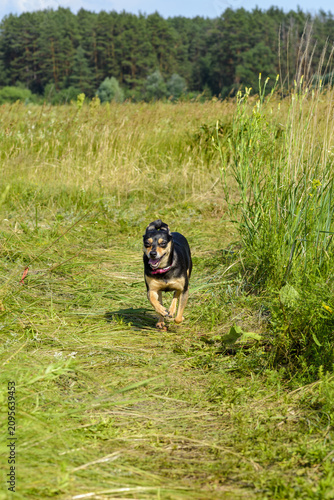 A dog, probably a toy terrier, is running towards us across the green-yellow grass.
