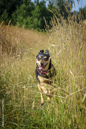 A dog, probably a toy terrier, is running towards us across the green-yellow grass.