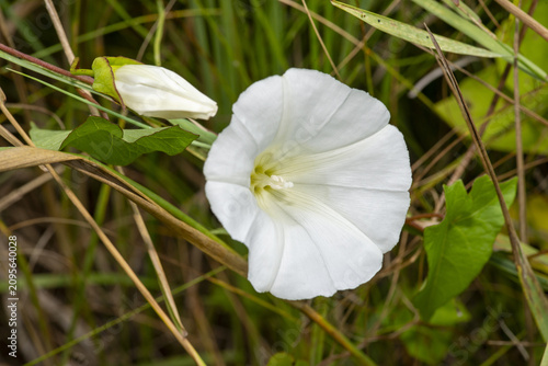 a white, funnel-shaped flower of a plant in the bindweed family (Collapse), most likely Bush Glass (Calystegia sepium) or Bindweed (Convolvulus).