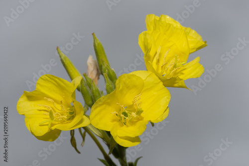 photo shows evening primrose (Oenothera)
