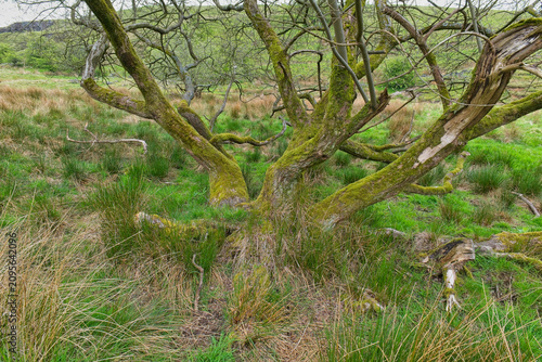 Bild auf Leinwand A gnarled tree trunk covered in vibrant green moss sprawls across a lush, grassy field