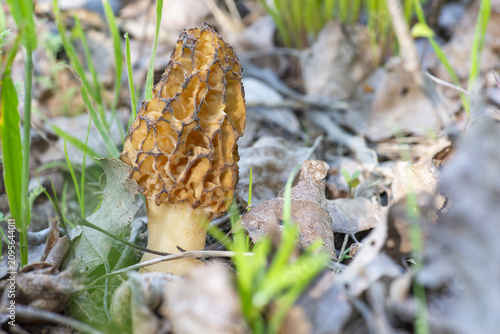 Photos The photo shows a morel (likely an edible or tall morel)—a prized edible mushroom with a distinctive pitted cap resembling a honeycomb