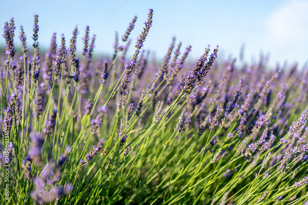 Obraz premium Beautiful background of violet lavender flowers blooming in a field in summer