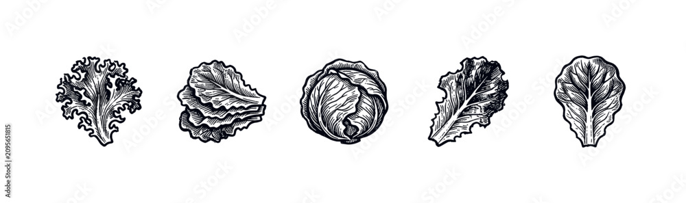 Fototapeta premium Various hand-drawn black and white leafy vegetables, including lettuce, cabbage, and individual leaves, arranged horizontally on a clean white background