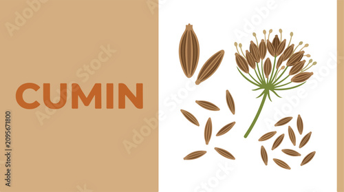 Foto Brown cumin seeds and flower on white background with spice ingredients