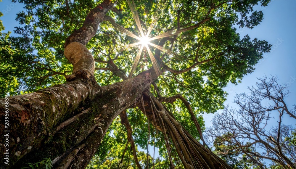 Fototapeta premium Sunlight Through Ancient Tree Canopy Nature's Beauty, Summer Sky, Forest Life