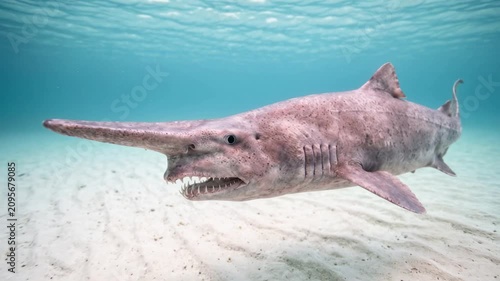goblin shark underwater close up in deep ocean japan video