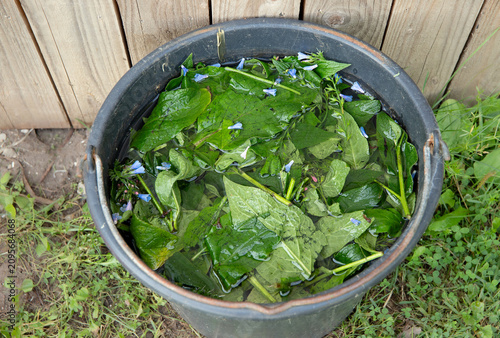 Gardener make Symphytum asperum, rough comfrey or prickly comfrey infusion in bucket. Plant branches with water for natural organic natural fertilizer. Natural Potassium-containing fertilizer.
