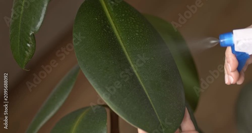 Water is sprayed from a spray bottle onto the leaves of a ficus robusta and wiped from dust, caring for houseplants.
