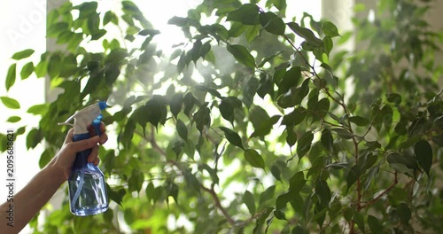 Water is sprayed from a spray bottle onto a ficus in backlight, as part of the process of caring for houseplants.