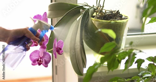 Water is sprayed from a spray bottle onto the leaves of an orchid and wiped from dust, caring for houseplants.