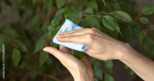 Houseplant care, the process of wiping dust from the leaves of a ficus.