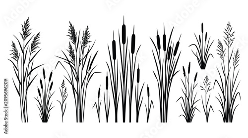 Photos Black silhouettes of various cattail plants and reeds