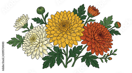 Colorful chrysanthemum flowers on white