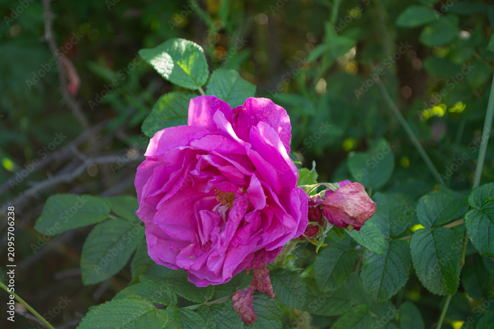 Fototapeta premium Pink rose flower blooming in summer garden. Fragrant wild flora with green leaves under bright sunlight. Nature background, botanical concept for landscape design and floral greeting card.