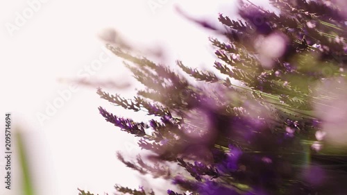 Close-up of blooming lavender flowers in warm sunset light as bees collect pollen, capturing pollination, biodiversity and the beauty of nature in summer.