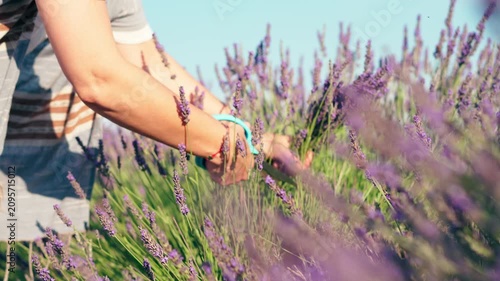 Close-up of female hands harvesting lavender with scissors, carefully cutting fresh flower stems from the bush during the summer blooming season.