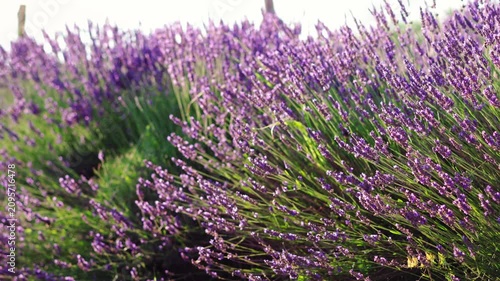 Medium shot of a vast lavender field glowing in warm sunset light, capturing the peaceful beauty of the summer countryside and blooming purple flowers.