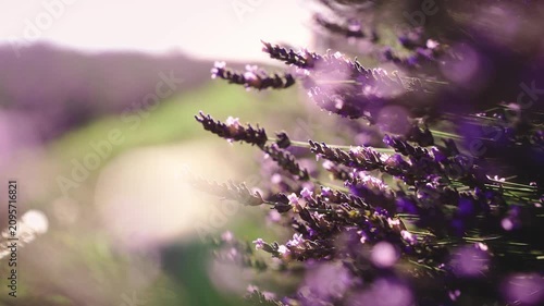 Close-up of blooming lavender flowers in warm sunset light as bees collect pollen, capturing pollination, biodiversity and the beauty of nature in summer.