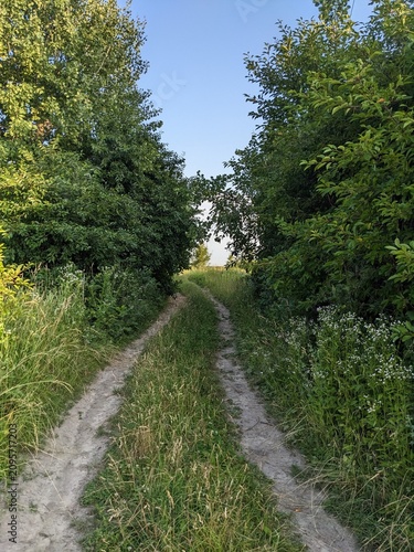 A dirt path winds through a natural tunnel of lush green trees and bushes in the countryside, perfect for summer and eco-friendly themes