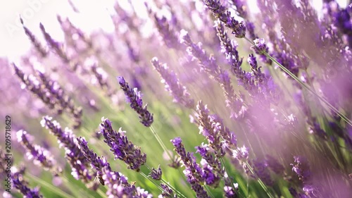 Close-up of blooming lavender flowers in warm sunset light as bees collect pollen, capturing pollination, biodiversity and the beauty of nature in summer.