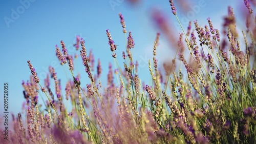 Close-up of blooming lavender flowers in warm sunset light as bees collect pollen, capturing pollination, biodiversity and the beauty of nature in summer.