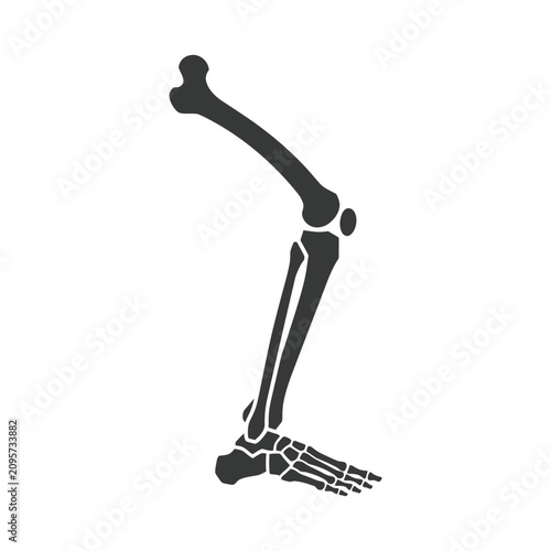 Fotografía Black silhouette of human leg bones including femur, tibia, fibula, and foot bon