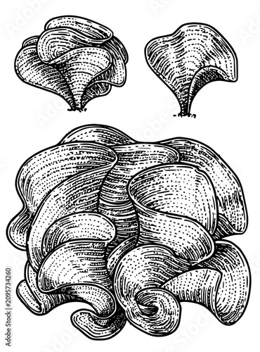 hand drawn vector illustration of a decorative flower