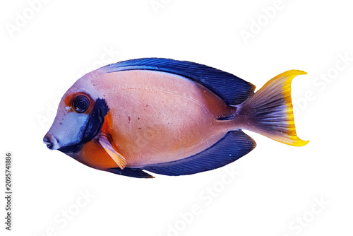 Clean side view of colorful surgeonfish with yellow tail. Template for pet shop supplies online retail, fish food package design, coral reef decorations and copy space