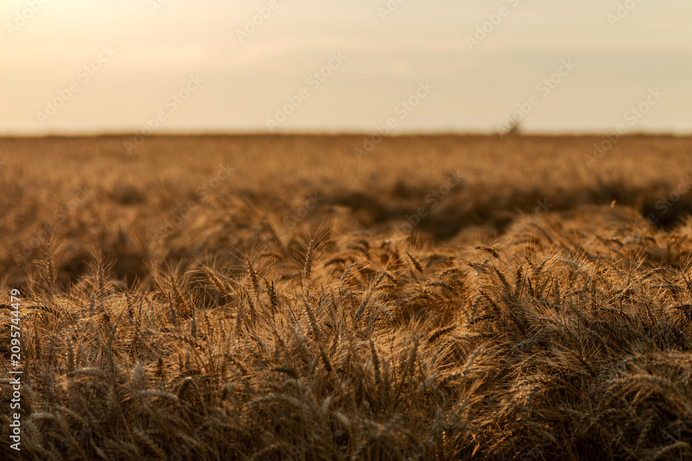 Obraz premium Golden wheat field at sunset. Beautiful rural landscape under scenic evening sky.