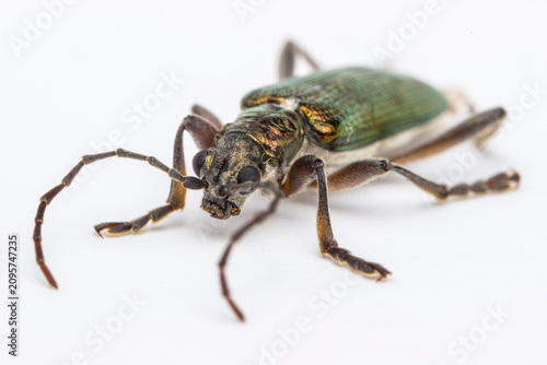 Bild auf Leinwand Metallic green longhorn beetle Paragaurotes doris suvorovi — macro shot on white background