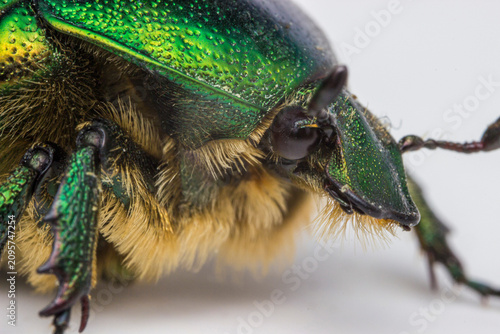 Metallic green rose chafer beetle — macro shot highlighting detailed texture and bristles.