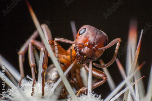 Red woodland ant (Formica lemani) portrait — sharp focus on compound eyes and mandibles.