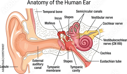 Canvastavla Anatomy of the Human Ear Medical Vector Diagram with Outer Middle and Inner Stru