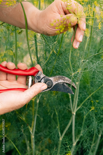 Fotografía Gardener cutting flowering dill umbels in an organic vegetable garden