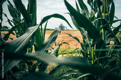 Grain storage silo seen beyond cultivated corn plants moving gently in the wind. Agriculture, harvest logistics and food production infrastructure theme.