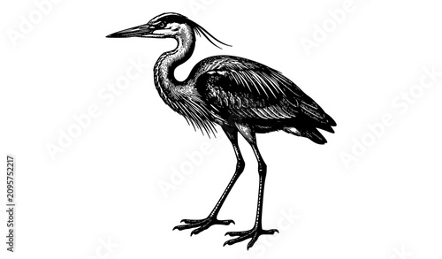 Fotografía Great Heron Antique Engraved Bird Vector Illustration Isolated on White