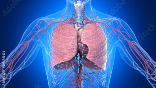Illustration of the male cardiopulmonary system